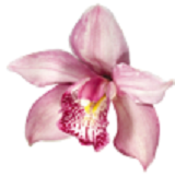 Орхидея - фотография